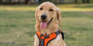 golden retriever going through a pet screening